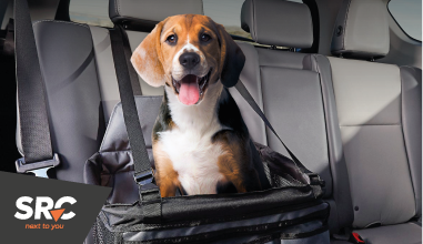 Pet Voyage: Alquiler de coches para vacaciones pet friendly 